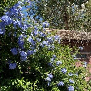 Meet your Posher, Jonas